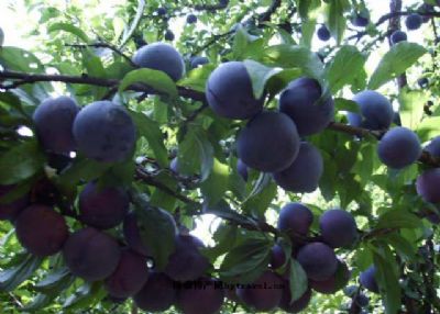 开云电竞_《魔域》热血守护太和殿活动主题曲—《热血铸铜狮》,今日燃情上线!(图3) 开云电竞