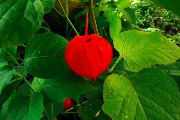 上海化工区引资突破100亿美元“开云电竞app下载安装”(图3) 开云电竞app下载安装