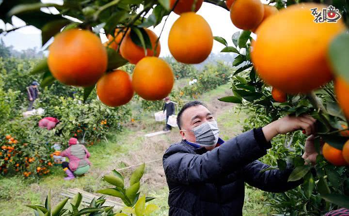 开云电竞app下载安装|霉霉新片《猫》口碑扑街!新鲜度仅16%评价惨不忍睹(图1) 开云电竞官网