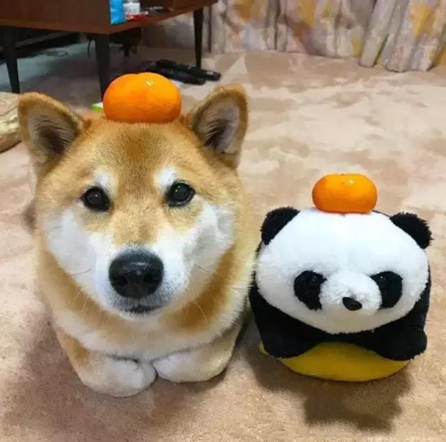 ‘开云电竞app下载安装’国内*大气相法全密度聚乙烯中试装置投运(图3) 开云电竞官网