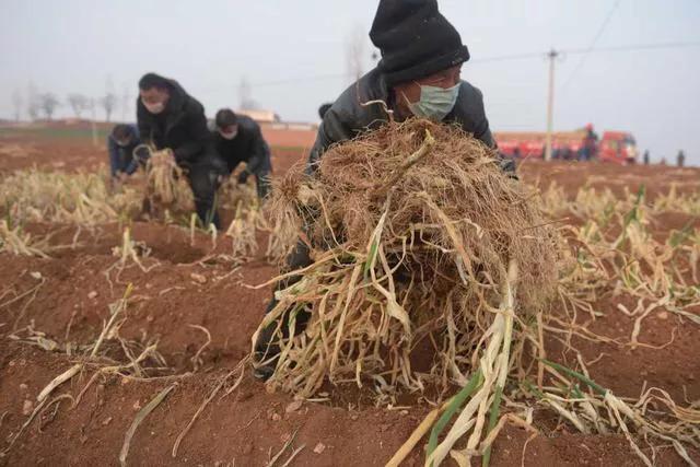现代简约风装修特点有哪些?简约餐厅家具布置技巧分享:开云电竞官网(图1) 开云电竞