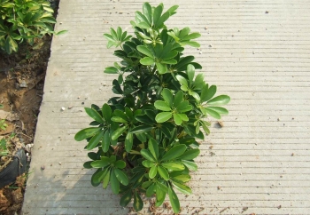 (07月20日)巨野拉长煤化工产业链条‘开云电竞’(图2) 开云电竞官网