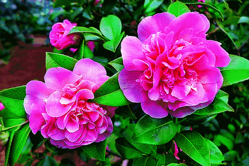 开云电竞app下载安装